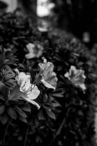 Photo Noir Blanc Fleurs Dans Herbe — Photo