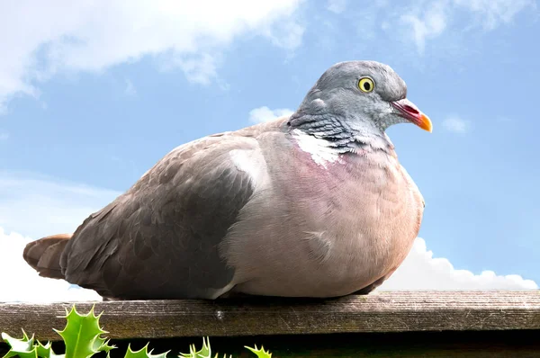 一只木鸽的特写坐在一个蓝色天空背景的栅栏上休息 — 图库照片