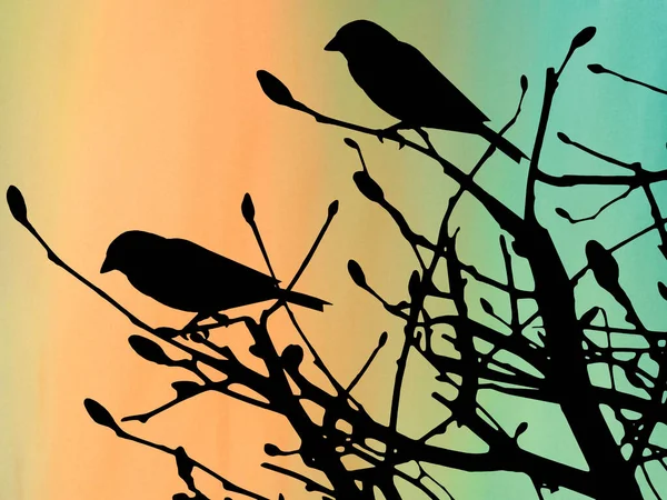 Bir çalılıktaki iki kuşun silüeti Pastel arka planda