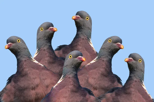 Une Photo Tête Comique Troupeau Pigeons Sur Fond Bleu Ciel — Photo