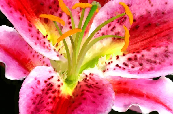 Абстрактний Акварельний Живопис Ілюстрація Красивої Плямистої Червоної Рожевої Білої Квітки — стокове фото