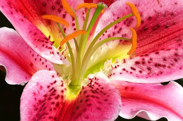 Крупним Планом Красива Плямиста Червона Рожева Біла Квітка Лілії Тичинками — стокове фото