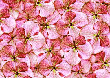 Çarpıcı kırmızı yaprakları olan soyut bir çiçek.