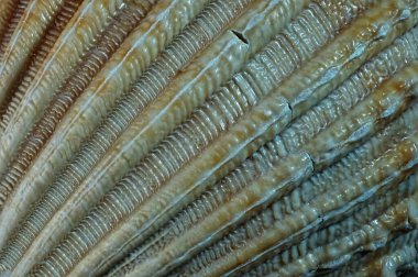 Bir deniz kabuğu dokusunun makro görüntüsü 