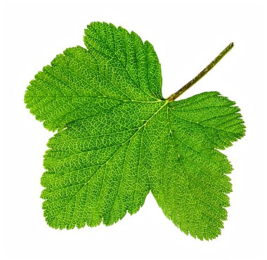 Çiçek açan akıntının yeşil bir yaprağı beyaz bir arkaplanda izole edilmiş.