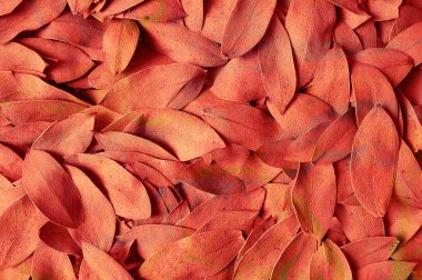 Kırmızı sonbahar yapraklarından oluşan güzel bir halı.