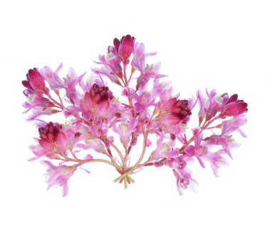 Beyaz arka planda izole edilmiş üzümlü üzümlü üzümlü üzümün arka ışıklandırılmış makrosu