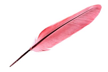 Kırmızılı tek bir kuş tüyü beyaz arka planda izole edilmiş.
