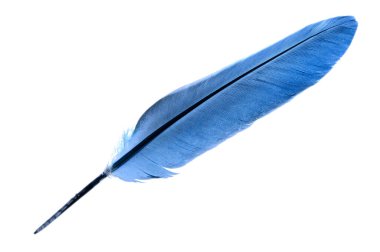 Mavili tek bir kuş tüyü beyaz bir arkaplanda izole edilmiş.