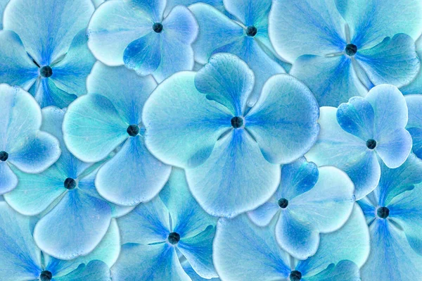Μπλε Ορτανσία Λουλούδι Closeup — Φωτογραφία Αρχείου