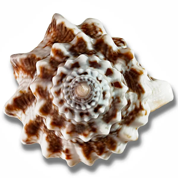 Una Concha Mar Con Forma Espiral Primer Plano Aislado Sobre —  Fotos de Stock
