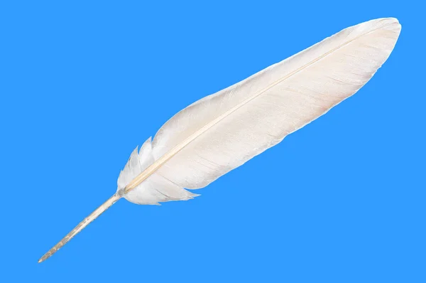A single white bird feather isolated on a blue background