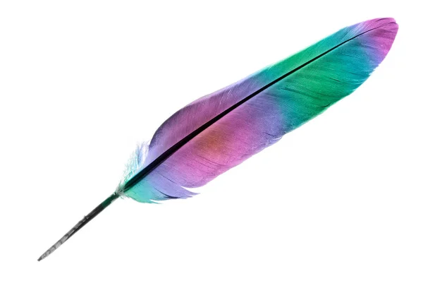 Gökkuşağı renklerinde tek bir kuş tüyü beyaz bir arkaplanda izole edilmiş.