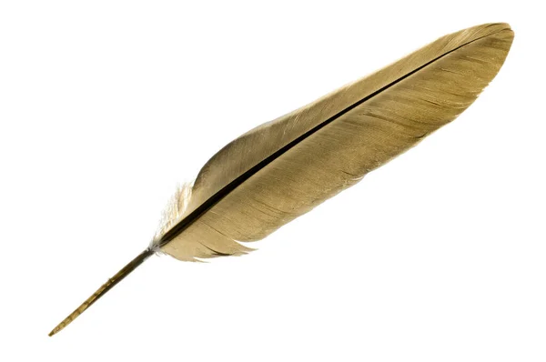 Single Bird Feather Brown Isolated White Background Royalty Free Stock Images
