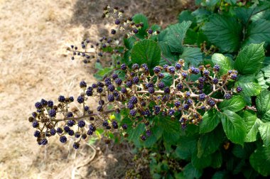 A branch of ripe, wild blackberries clipart