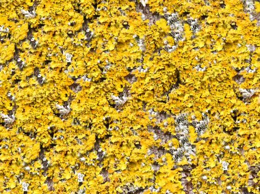 Sarı ağaç liken makrosu