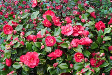 Beautiful red camellia flowers in full bloom clipart