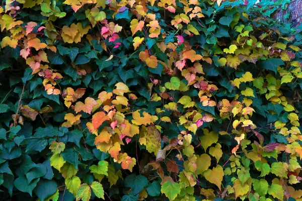 秋色的常春藤和藤蔓覆盖的墙作为背景 — 图库照片