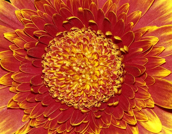 Czerwony Złoty Kwiat Makro Zbliżenie — Zdjęcie stockowe