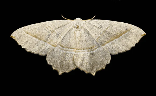 Swallow Tailed Moth Close Isolated Black Background — Stock Photo, Image