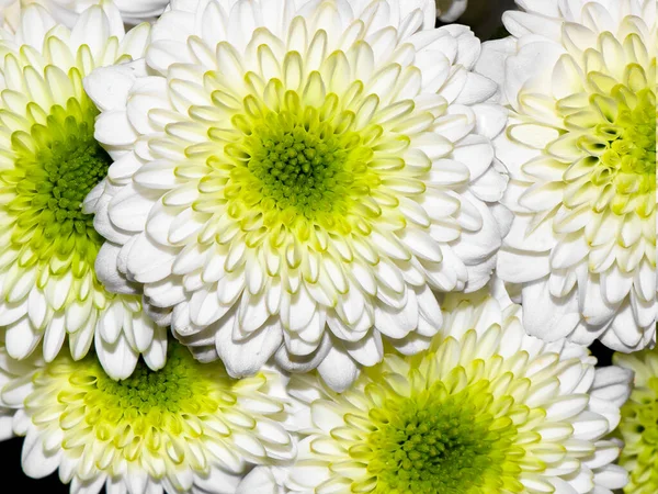 Piękne Białe Chryzantemy Zbliżeniu — Zdjęcie stockowe