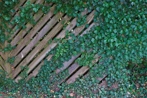 Wooden Slatted Fence Covered Ivy — Stock Photo, Image