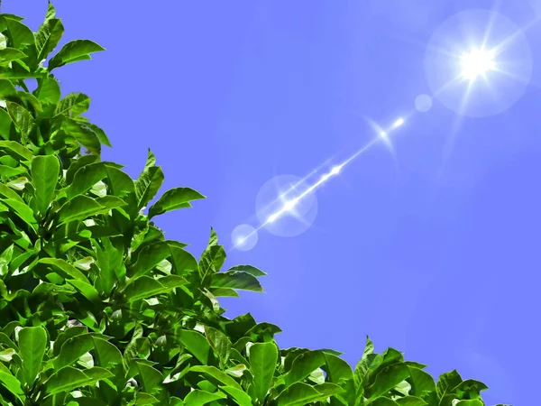 Vibrant tree foliage and blue summer sky with lens flare
