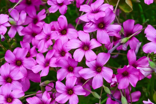 漂亮的紫色粉红花朵的特写 — 图库照片