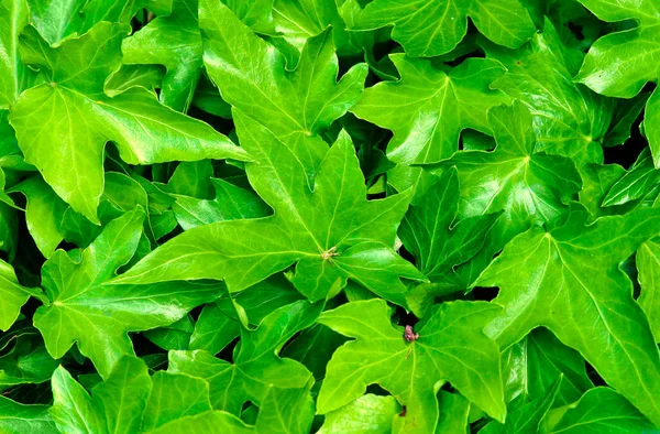 Ένα Κοντινό Πλάνο Από Ζωηρά Πράσινα Φύλλα Κισσού — Φωτογραφία Αρχείου