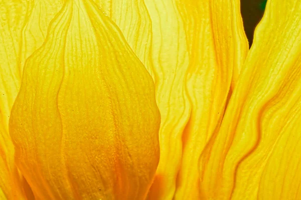 Ένα Όμορφο Λουλούδι Κολοκύθας Μακροεντολή — Φωτογραφία Αρχείου