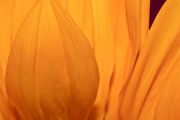 Ένα Όμορφο Ηλιοτρόπιο Πέταλο Μακροεντολή — Φωτογραφία Αρχείου