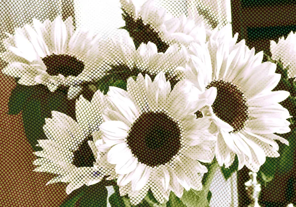 Affichage Beaux Tournesols Blancs Avec Effet Demi Ton Abstrait — Photo