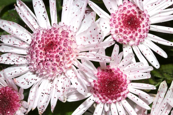 Szép Fehér Rózsaszín Krizantém Csillámporral Megszórva Közelről — Stock Fotó