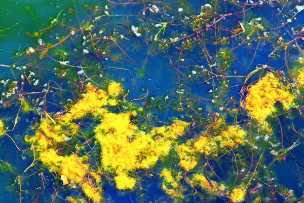 Algen Einem Teich Großaufnahme — Stockfoto