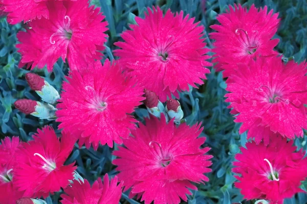 Close Pink Carnations — Stock Photo, Image
