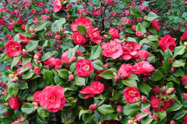 Piękne Czerwone Kwiaty Kamelii Pełnym Rozkwicie — Zdjęcie stockowe