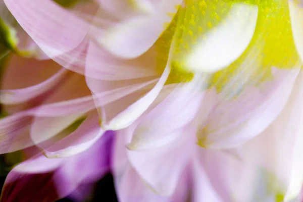 Μια Όμορφη Ονειρική Διπλή Έκθεση Μανόλια Και Χρυσάνθεμα Λουλούδια — Φωτογραφία Αρχείου