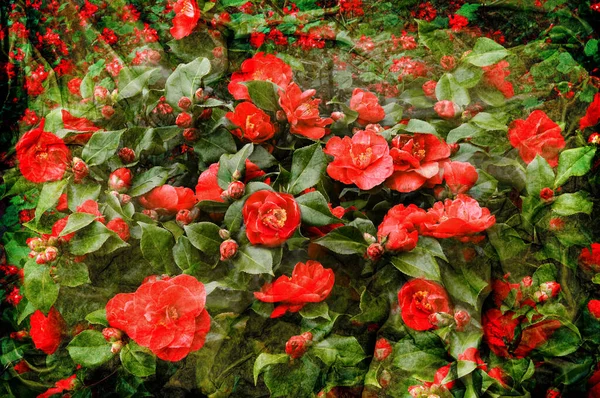 Güzel kırmızı kamelya çiçekleri solmuş grunge efektiyle çiçek açarlar.