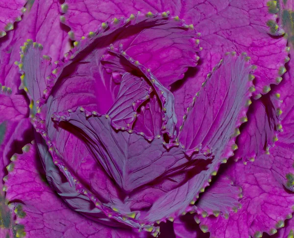 A close up of a purple ornamental cabbage or flowering kale — Stock Image Close Purple Ornamental Cabbage Flowering Kale Royalty Free Stock Images