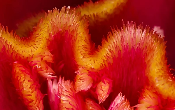 Μια Χτένα Τσελονιά Λουλούδι Μακροεντολή Κόκκινο Και Χρυσό — Φωτογραφία Αρχείου