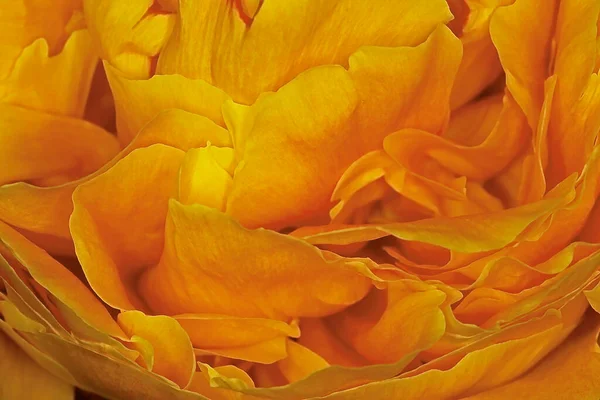 Ένα Όμορφο Λουλούδι Ροδάκινο Πορτοκαλί Παιώνια Μακροεντολή Από Κοντά — Φωτογραφία Αρχείου