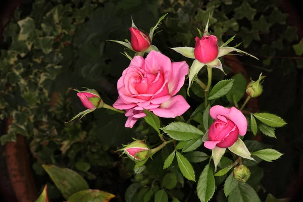 Eine Schöne Zartrosa Rose Mit Knospen Nahaufnahme — Stockfoto