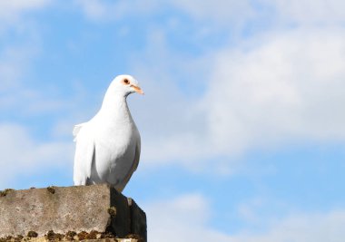 Telif uzayı olan mavi gökyüzü arka planına karşı güzel beyaz bir barış güvercini.
