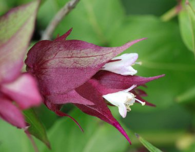 Bougainvillea beyaz çiçekleri kırmızı fren makrosu ile yakın çekim