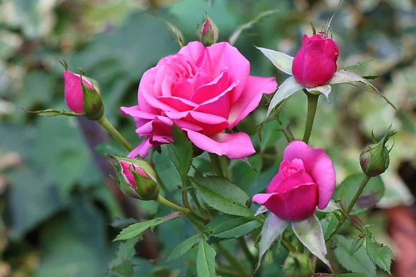 Eine Schöne Rote Rose Colse — Stockfoto