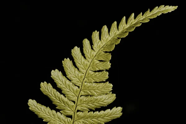 A beautiful golden fern leaf isolated on a black background in close up