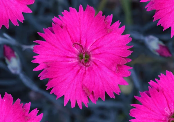 Macro Close Pink Carnations — Stock Photo, Image