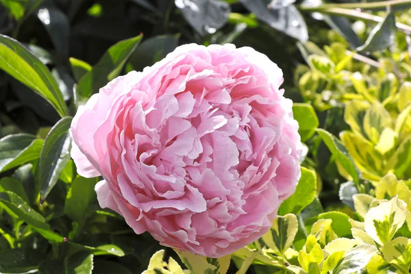 Beautiful Single Peony Flower Close — Stock Photo, Image