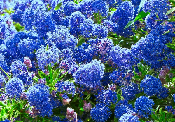 Mavi Kaliforniya leylak çalılarının yakın çekimi.