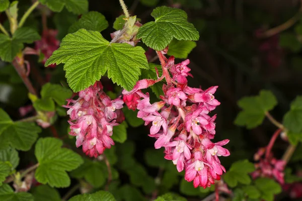 Sanguinyum çiçekli frenk üzümünü kapatın.